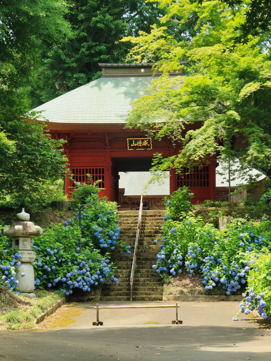 155hin's tweet photo. 1280枚目　紫陽花が実るお寺

#いばらきはいいぞ https://t.co/cVYCWrDQz9