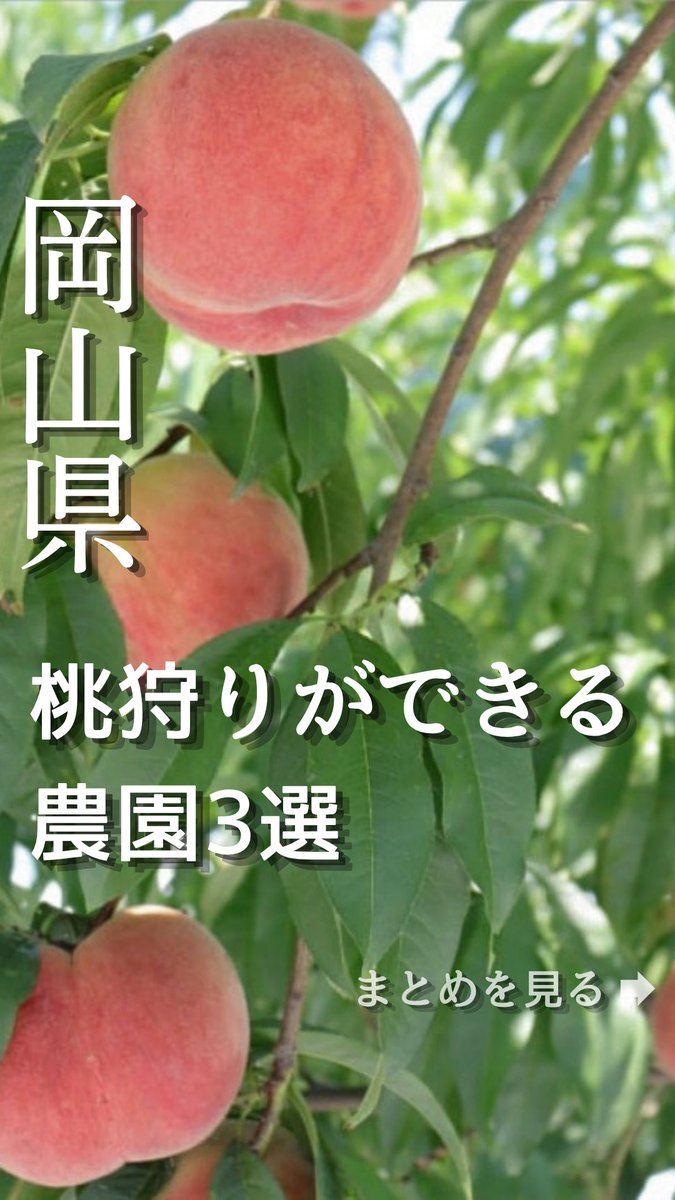 okymstyle's tweet photo. 岡山県で白桃狩りができるおすすめ農園ランキング3選【2026年最新】 
https://t.co/mdsqJ92qsW

フルーツ王国とも称される岡山県で、夏の果物といえば「白桃」です🍑
岡山県の桃狩りシーズンは例年6月下旬から8月下旬ですが、岡山県内には「桃狩り」が楽しめる農園がいくつもあります。

早生桃の「日川白鳳」から始まり、岡山市一宮（清水）で生まれた岡山白桃の代表格「清水白桃」、岡山生まれの大玉で高糖度「おかやま夢白桃」、晩生で食べごろを迎える白桃「白麗」など、時期により品種の違う白桃が楽しめます。

収穫したての熟した桃を、その場で食べる贅沢な体験は、桃の名産地である岡山ならではです。

今回は、岡山県内で桃狩りができるおすすめの農園をまとめました。

紹介した農園はこちら👇

🍑桃茂実苑【赤磐市】

🍑大原観光果樹園【新見市】

🍑吉井農園【赤磐市】