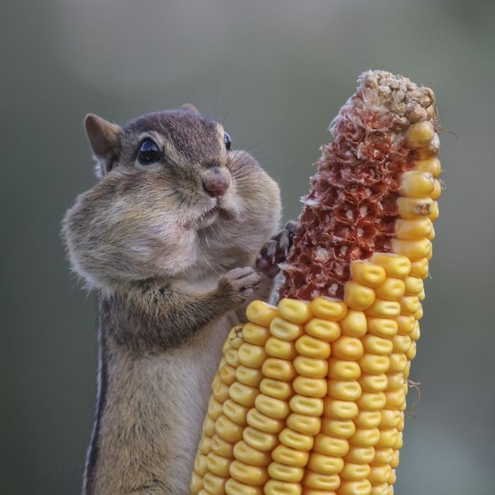 AmanitaVirosa2's tweet photo. His gluttony will be his undoing https://t.co/ax9GS5nq0V