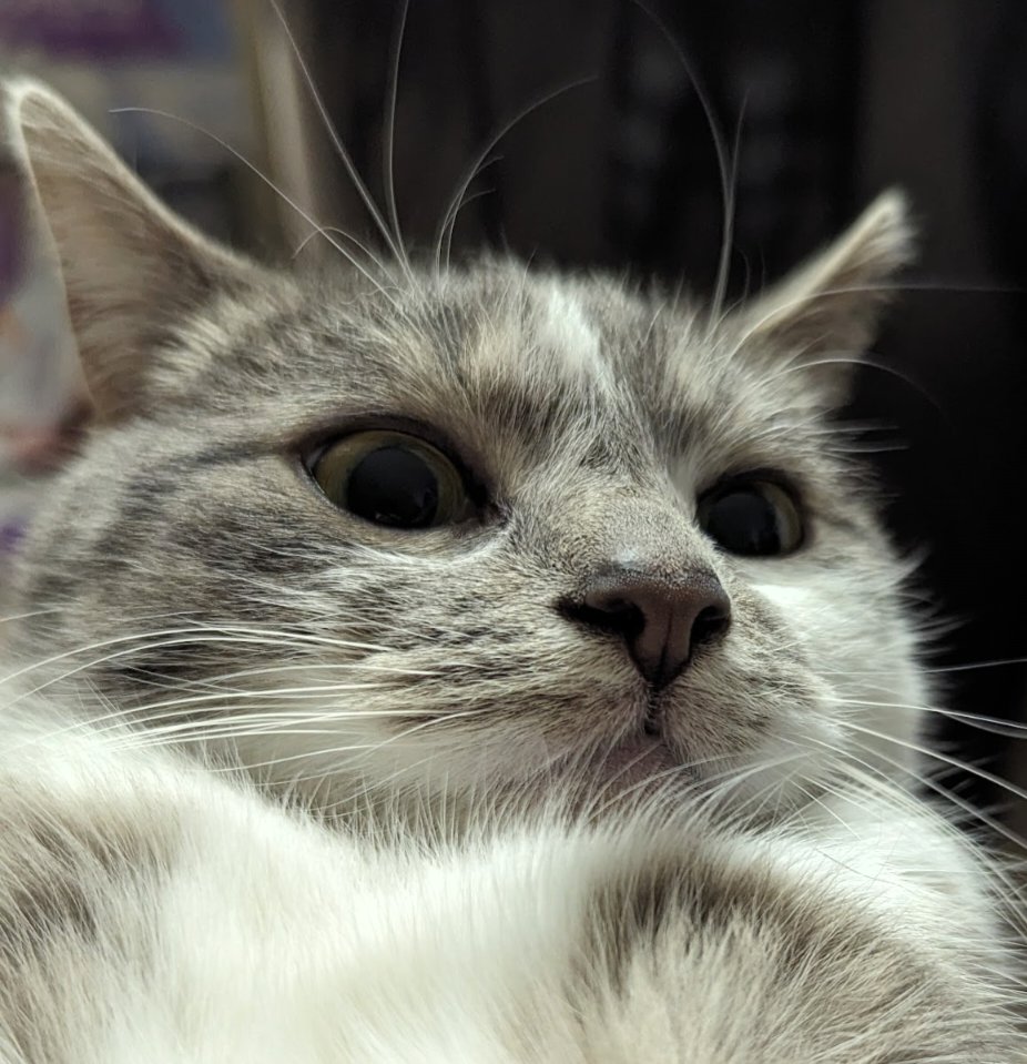 danielmiklin's tweet photo. @FischOnROBLOX i dont have my best fish i caught but i do have my favorite and its the nico cats fishes sinces they remind me of my lovely cat named Mika https://t.co/BiEAPzuZPv