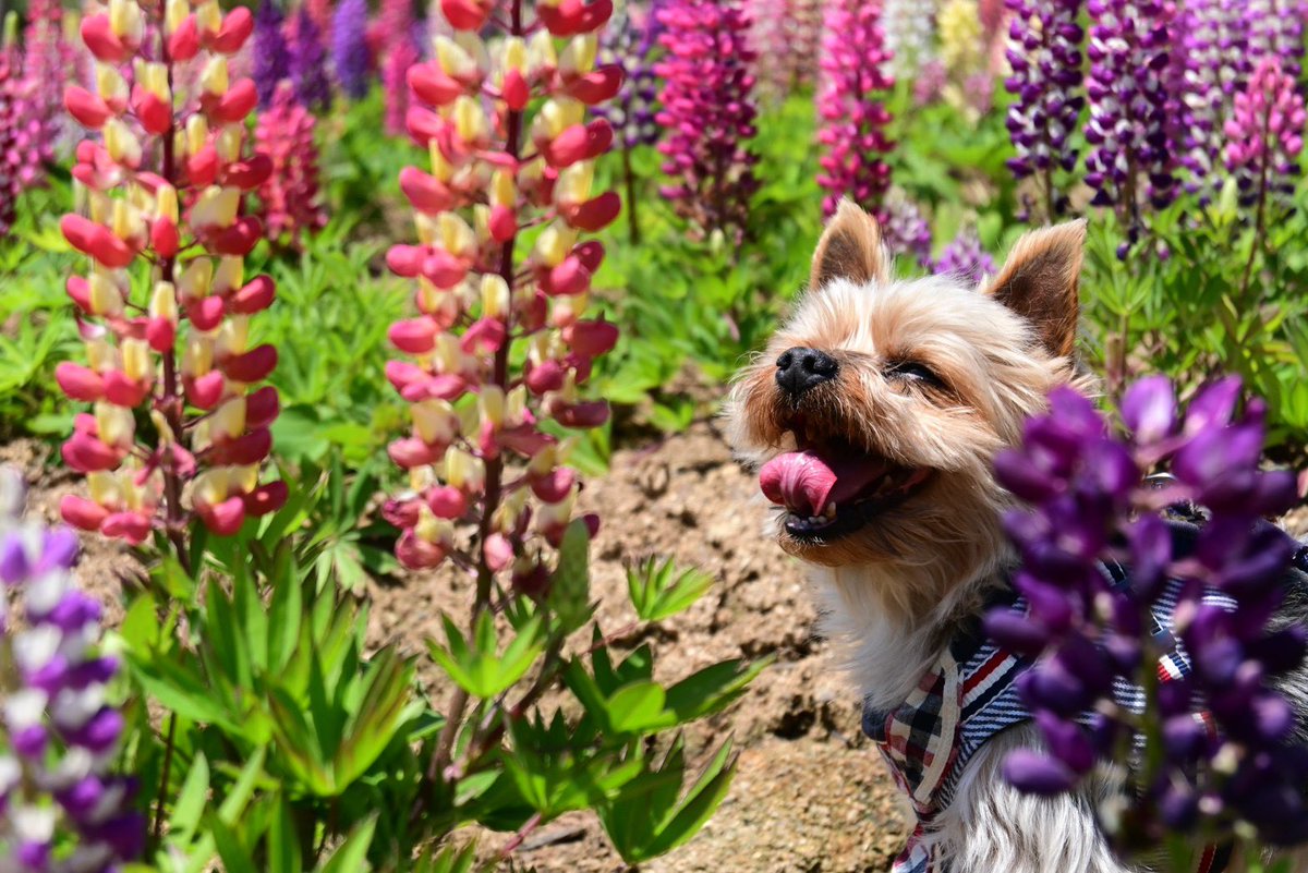 pon2way2's tweet photo. 四季🐕 https://t.co/uS2ApraAMy