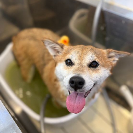 柴犬が好きすぎる＊シバ田 (@shiba_sukisugi) / Posts and Replies / X