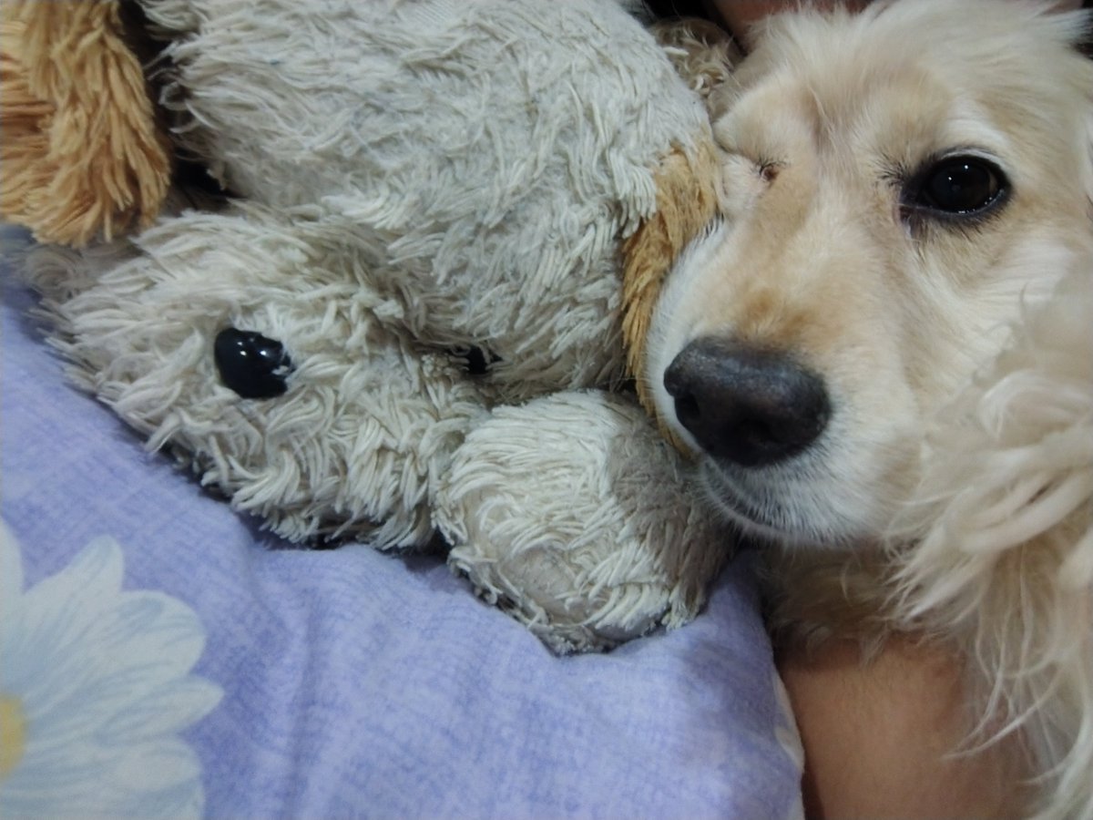 karoldayy's tweet photo. Les presento a mi hogar<3 https://t.co/EWuywoVFab