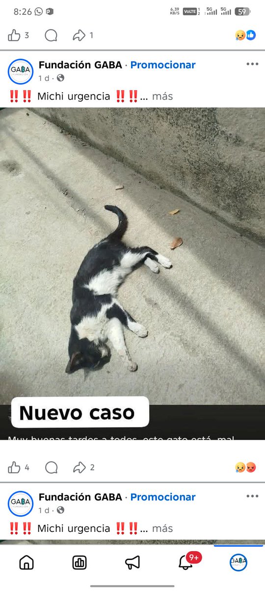 fundacion_gaba's tweet photo. ‼️‼️Solo pedimos compartir ‼️‼️

Está es la realidad de nuestros rescates 😞😞 cuando la gente reporta el caso muchas gente comparte y eso está bien, pero cuando ya lo tenemos hacemos un diagnóstico y sabemos que tiene 😥😥 la realidad nos golpea, no pasan de 2-3 compartidos https://t.co/K57Btw0l7k