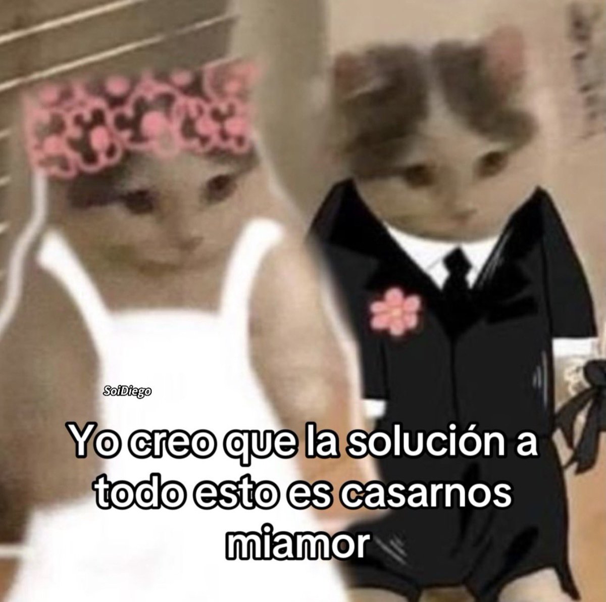 MundoDeBigotes's tweet photo. https://t.co/0aHrlmH6vf