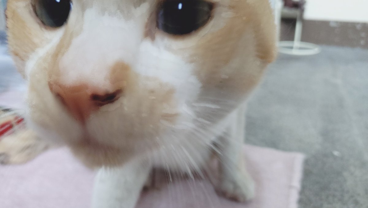 ZP41nxbA69Uw9yZ's tweet photo. 名寄保健所です。

負傷猫くん先程譲渡になりました。
道内ボランティア様のネットワークのおかげで保健所的にも安心出来る所へいけました。

拡散頂いた皆様、ご尽力して頂いた方々。
本当にありがとうございました。

ちなみに、私だけが呼んでいた仮名は、ゴエモン。
ほら、お口周りが盗人ヅラ😅 https://t.co/IMPV3CvoLV