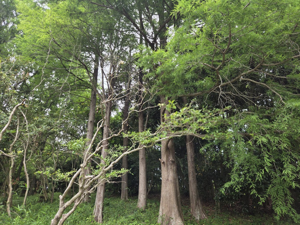 ryuiki_lab's tweet photo. 気象環境学研究室の皆様にお越し頂き、演習林内に植栽しているヌマスギの水分生理活性について計測して頂きました。どんな結果になるか楽しみ！ https://t.co/TfF3GRwLtj