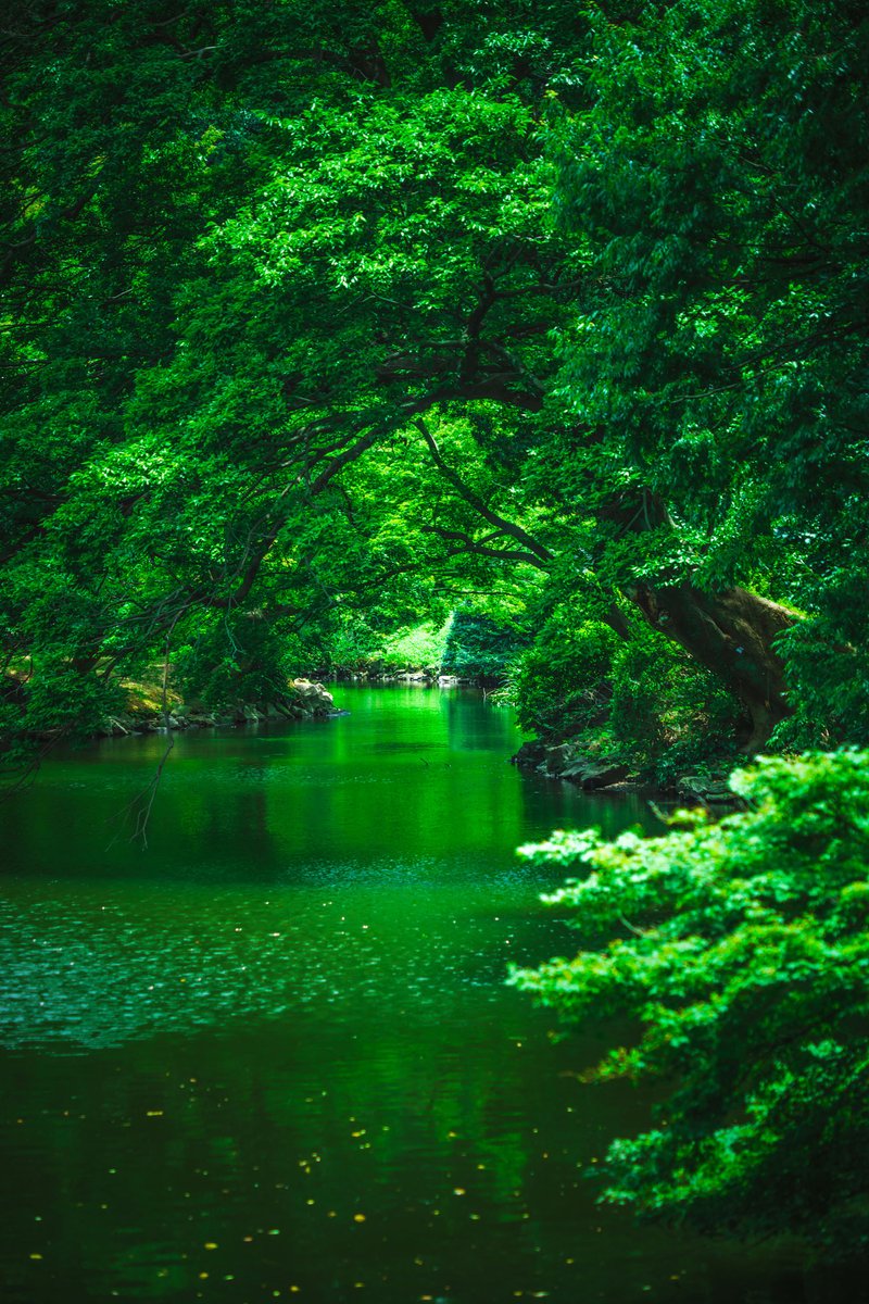 yoshito_photo1's tweet photo. 緑に吸い込まれる https://t.co/TjgFgGFTwa