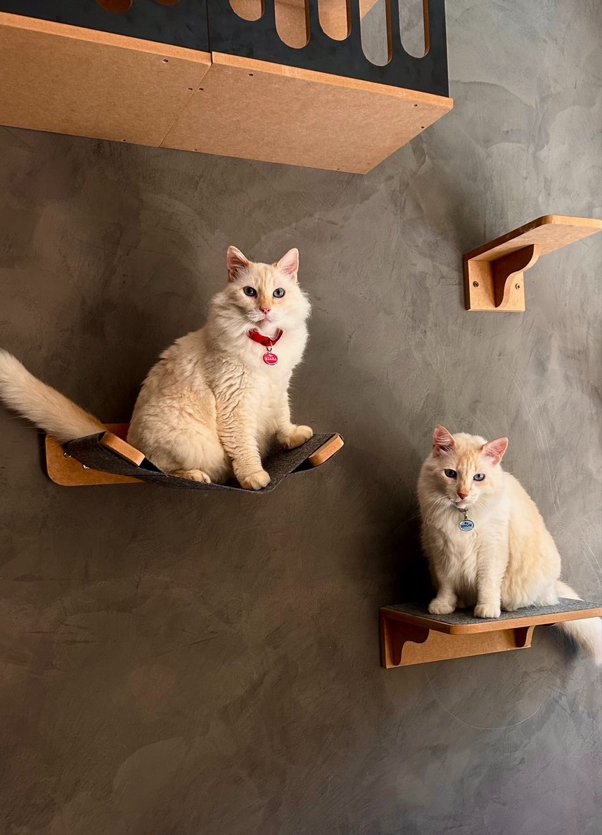 saracorreamend's tweet photo. E eu tô vendo todo mundo tirando passaporte dos gatos e fiquei com inveja então pedi pro gpt fazer a foto de passaporte dos meus 😭 https://t.co/oP4TepF7fb
