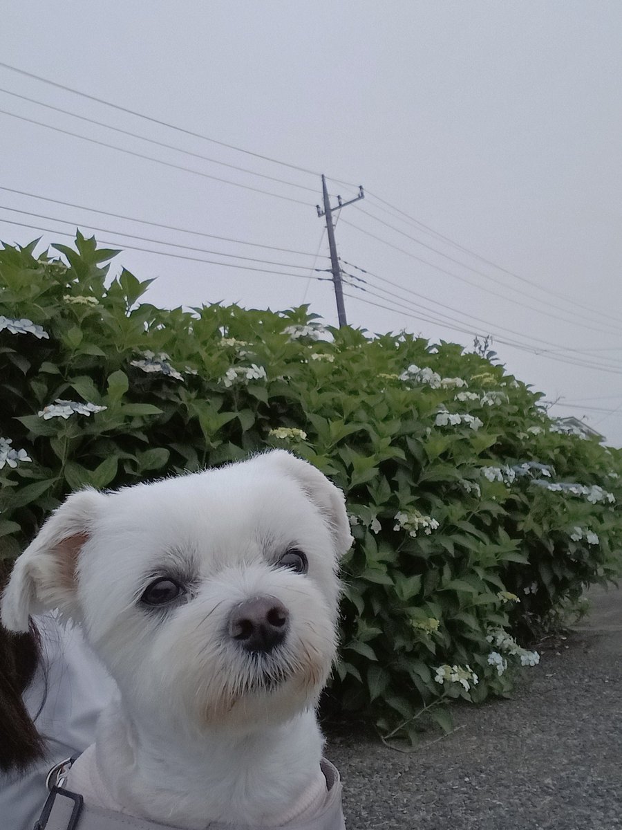 ponmaruBBAgamer's tweet photo. アジサイとプーちゃん🌺プーちゃんなんか黄昏れてるな૮(´ｰ｀)ა.｡*･ﾟﾟ https://t.co/GIoKzMO8GX