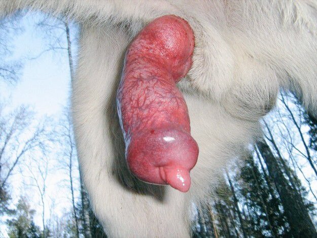 Zoologist_00's tweet photo. Just been curious 🧐 of what the use of that extra sharp mouth edge is ...🙂 Retweet and if you know it's use,let me know in the comments ❣️.
#retweet #k9 #NSFW #curious1stwin https://t.co/Vkk2o32knE