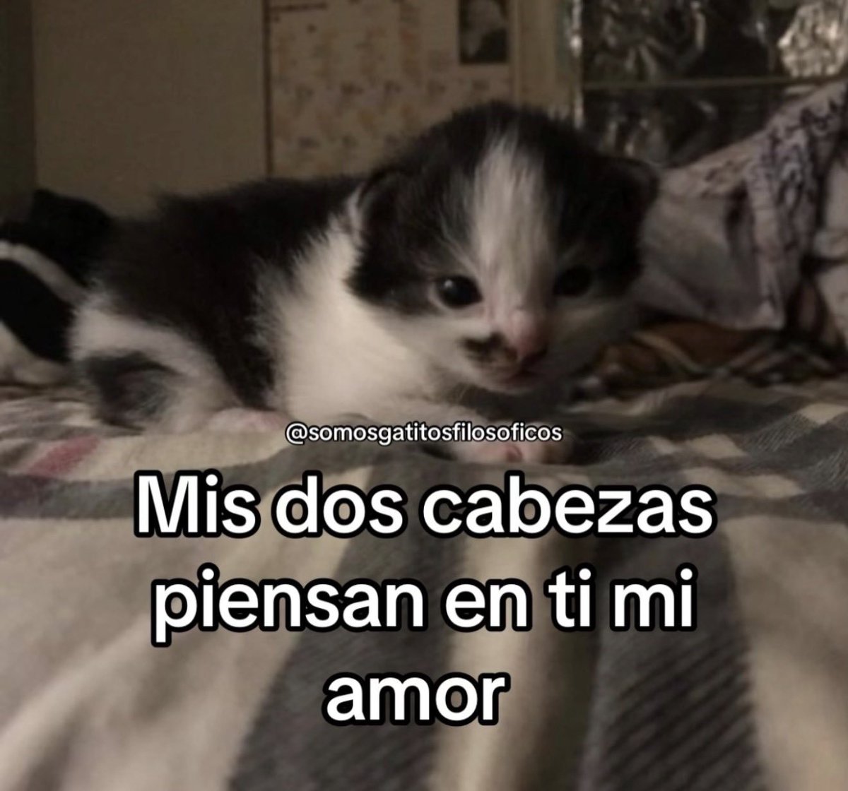 FraseSimple tweet picture