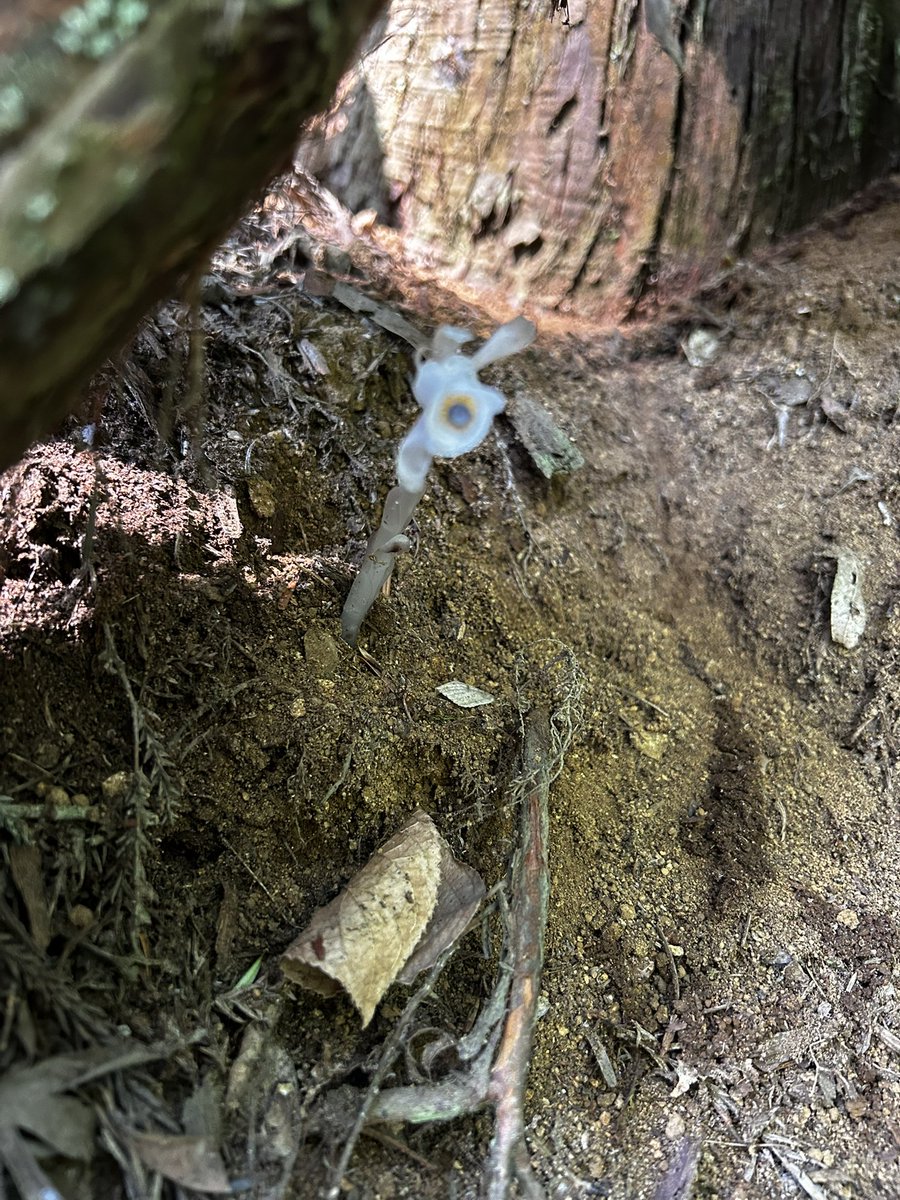 cyza18's tweet photo. 高尾山1号路の入り口にあるギンリョウソウ
見つけるとゾワゾワする

それにしても今日は空気が重かった
汗だくになりながら登るのも気持ち良し

ココヘリ跡地にTAKAO COFFEEキタ🥰 https://t.co/19zACt9Lzo