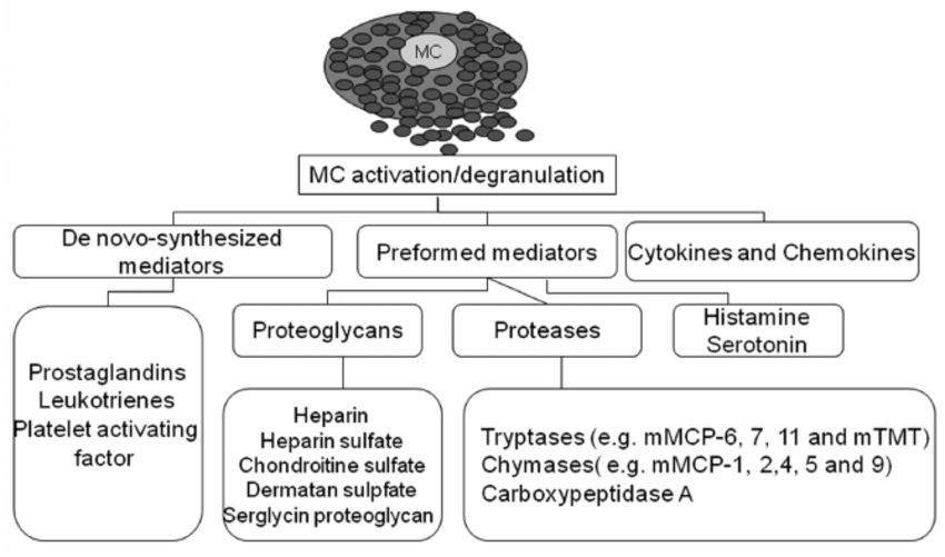 jack_schroder_'s tweet photo. Anti-histamines don't work that well because they're only anti-histamine. 

Mast cells have 200+ mediators. Histamine, prostaglandins, and leukotrienes are the biggest culprits.

You need to prevent them, alongside others, from being released higher up.

Quercetin, l-theanine, boswellia, luteolin, BSO, lactoferrin (lowers IgE), chamomile, sunlight exposure (if tolerable), mitigate nnEMFs, elimination diet, and heal the gut to lower endotoxins/immune dysreguation.

To clear histamine, you need methyl groups from folate (originally from serine), methionine, or choline/betaine, with supporting nutrients being vitamin B1, B2, B3, B5, B6, B12, magnesium, zinc, glycine, and vitamin A for HNMT. You also need vitamin B6 and copper for DAO. You need niacin (NAD+) for ALDH, and you need riboflavin for MAO, which also clears serotonin.

To prevent prostaglandin synthesis, prioritize O3/O6 balance, avoid seed oils at all costs, and leverage natural COX inhibitors like turmeric, black seed oil, and ginger — in isolated compounds, extracts, or whole-food forms.

For leukotrienes, leverage boswellia for its 5-LOX inhibition. Black seed oil also has 5-LOX inhibition, blocks H1 receptors, inhibits COX + NF-κB inhibitor, and stabilizes mast cells. Anything that lowers NF-kB plays a large role in lowering mast cell degranulation. It also makes NAD+ which supports mitochondria bioenergetics and histamine clearance.

Adaptogenic herbs like rhodiola, ginseng, or skullcap help with excess cortisol/adrenaline. Passionflower and mangolia bark are fantastic for GABA, lowering CRH, and having anti-histamine properties. 

Usual suspects like taurine, magnesium, and vitamin C/E should be leveraged.

Micronized palmitoylethanolamide (PEA) also inhibits mast cell degranulation through a different node, being PPAR-alpha activation.

Bromelain, which is found in pineapple, has mast cell stabilizing effects. It may be best to supplement this directly if you have reactions from pineapples (see HistaminX below).

If histamine reactions get out of hand, leverage Ketotifen in the short-term.

All of these compounds have further unique effects beyond what's mentioned.

A simple stack would be:
- L-theanine (600-1000mg/day)
- Magnesium (500-1000mg/day)
- Passionflower + chamomile + ginger teas
- Black seed oil (1-2 tsp/tbsp)
- Lactoferrin (250mg 2x/day)
- Micronized PEA (600mg/day)
- Boswellia phytosome (350mg, 1-2x/day)
- HistaminX by Seeking Health is also good on top