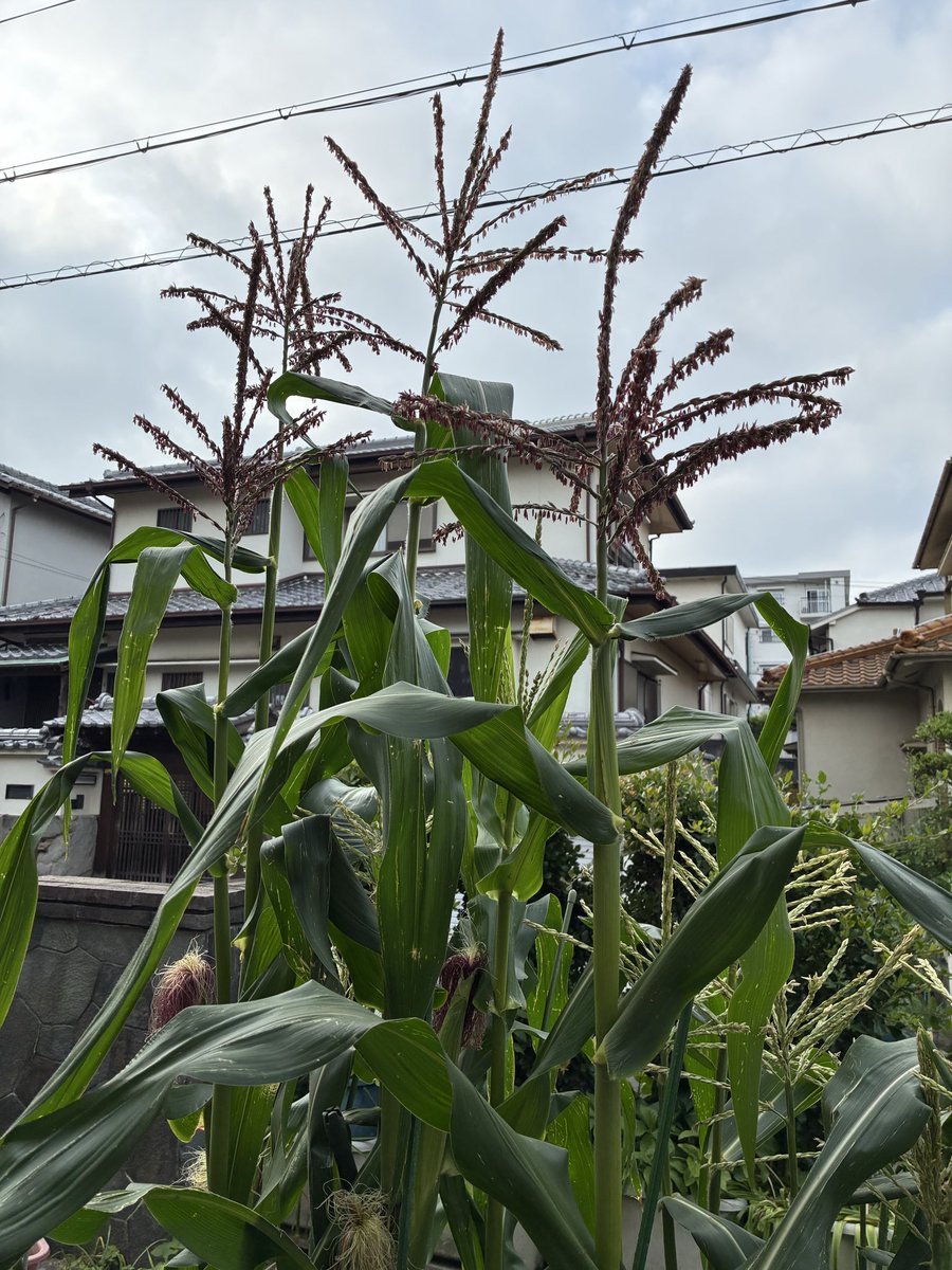 ten8014's tweet photo. こんにちは♪
とうもろこし🌽
紫🟣も、10本植えたのに
4本しか無い、白は沢山あるが https://t.co/mzMsA4qg5S