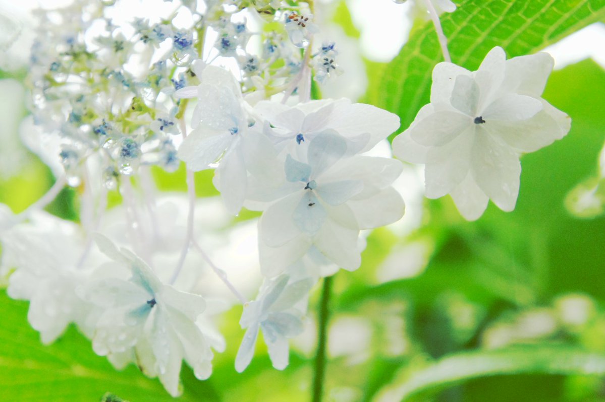 kanrame tweet picture