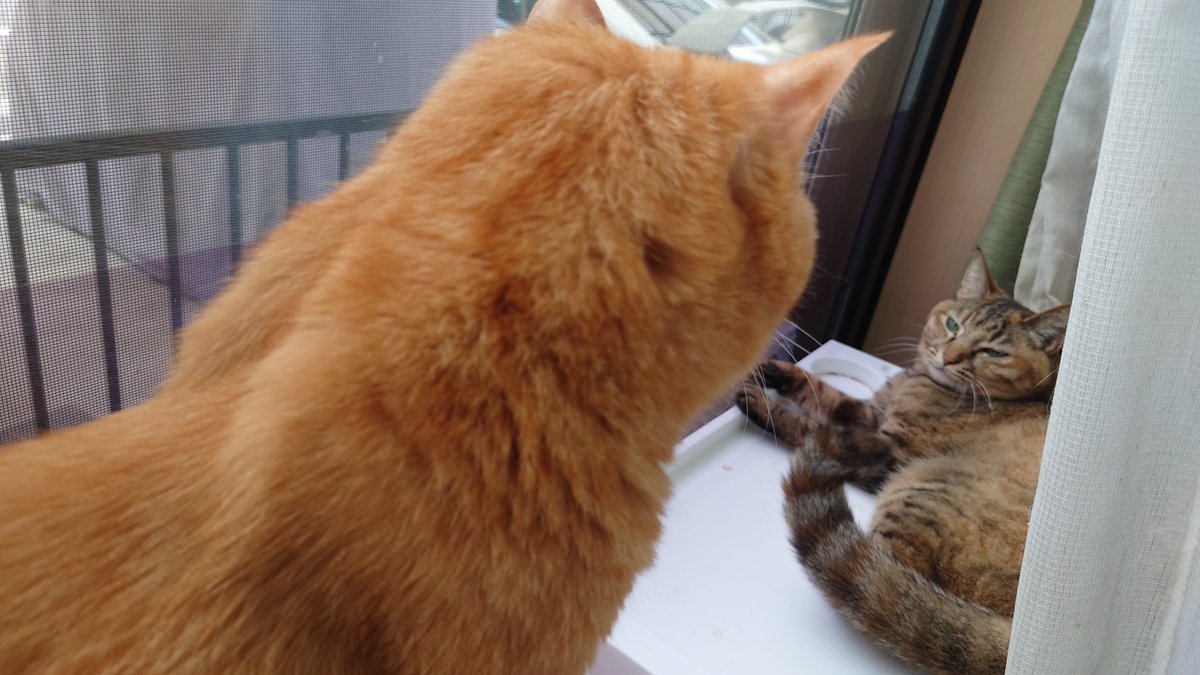 hysmaster's tweet photo. 週末なのでうちの猫を載せておきます。
この後、場所取りデスマッチ開幕です。 https://t.co/uvofO1TzTW