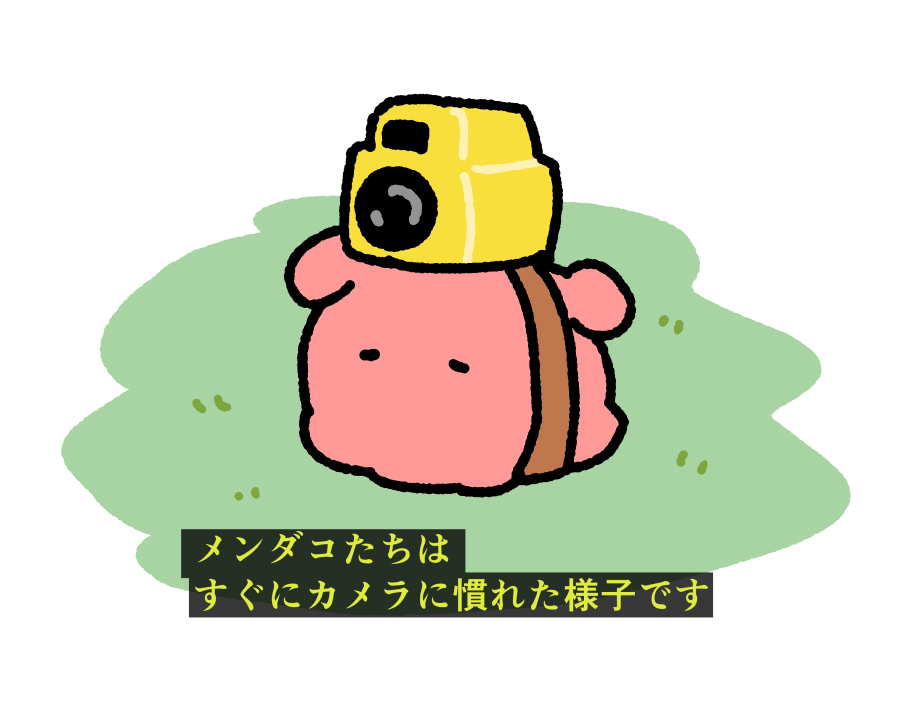 まいにちめんだこ (@daily_mendako) / Posts / X