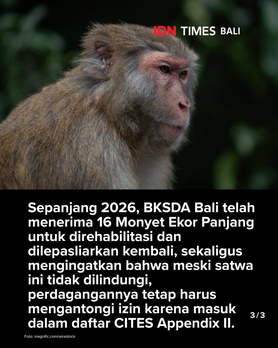IDNTimesBali's tweet photo. Pemerintah Provinsi Bali bersama Balai Konservasi Sumber Daya Alam (BKSDA) Bali menegaskan larangan memelihara Monyet Ekor Panjang melalui surat edaran yang ditandatangani Gubernur Bali, Wayan Koster.

#IDNTimesBali 

https://t.co/qxXIiTfGQ2 https://t.co/w5jP9Z9Y95