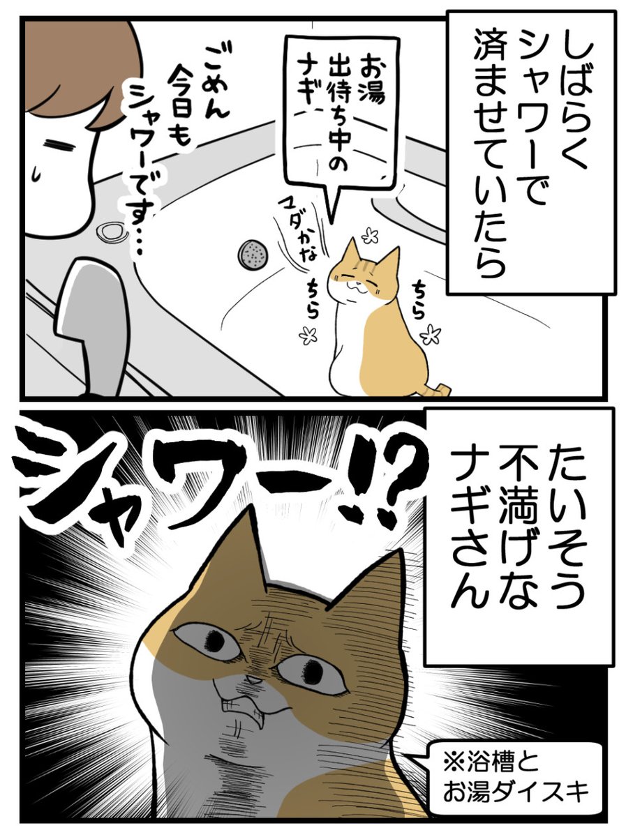 koume_umihara's tweet photo. お湯がないと納得できない猫（1/3） https://t.co/CPzFFeT97x