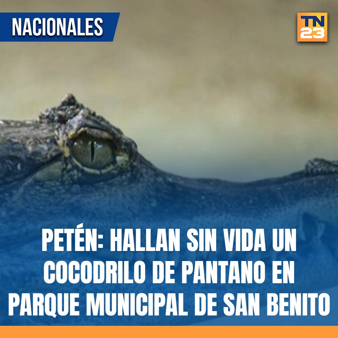 TN23NOTICIAS's tweet photo. 🚨 #Petén: #Hallan #SinVida un #cocodrilo de pantano en Parque Municipal de San Benito ➡️ https://t.co/JZRZsA4qOZ https://t.co/ltlSPmvpWV