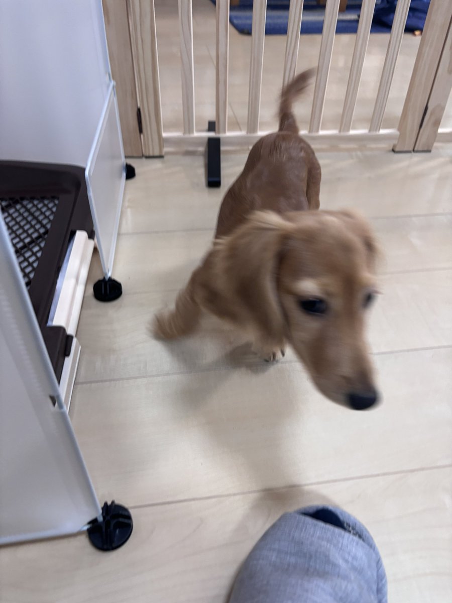 chip_dogchip's tweet photo. おやつ待ちいーぬ https://t.co/TiCkJ0bne6