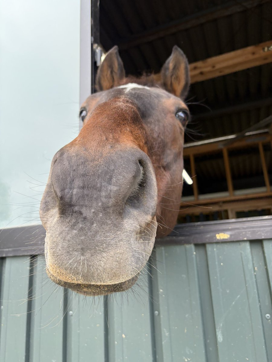 horse_value's tweet photo. ゴンタの顔、癒し系でかわいいなっていつも思います😌🌱 https://t.co/5l4xtQV42W
