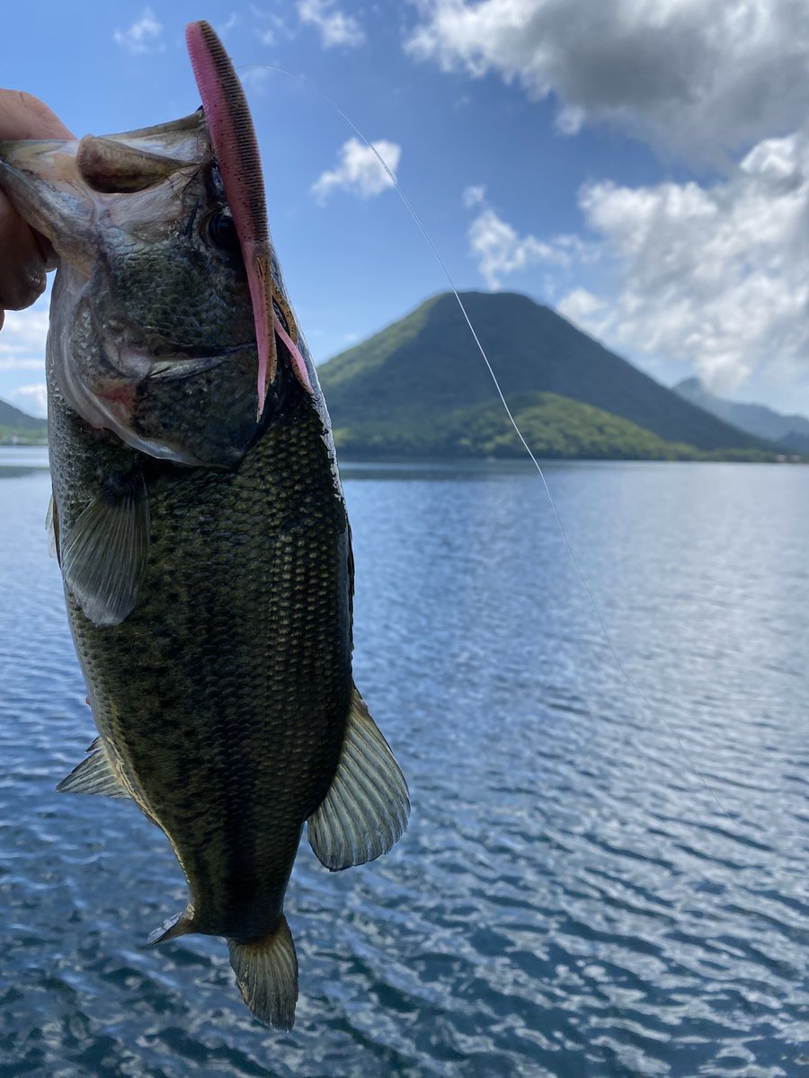 kenichio0729's tweet photo. 仕事前榛名湖⛰️
連続4日目。
思いつきでDoliveShot4を投入！
数投でHITでした❗️
嬉しい一本、ありがとう🙇‍♂️
#バス釣り
#榛名湖バス釣り https://t.co/bepaSn47LG