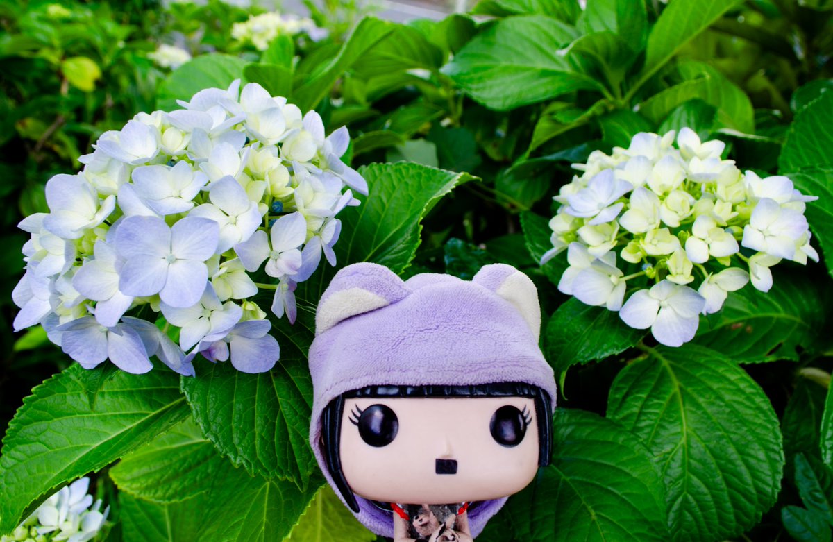 Suntamark2's tweet photo. 🌞こんにちすんたまですぅ

 #SUMETAL #ムラサキのカリスマ
 #キリトリセカイ  #紫陽花の季節 https://t.co/iLP0Jvzv34