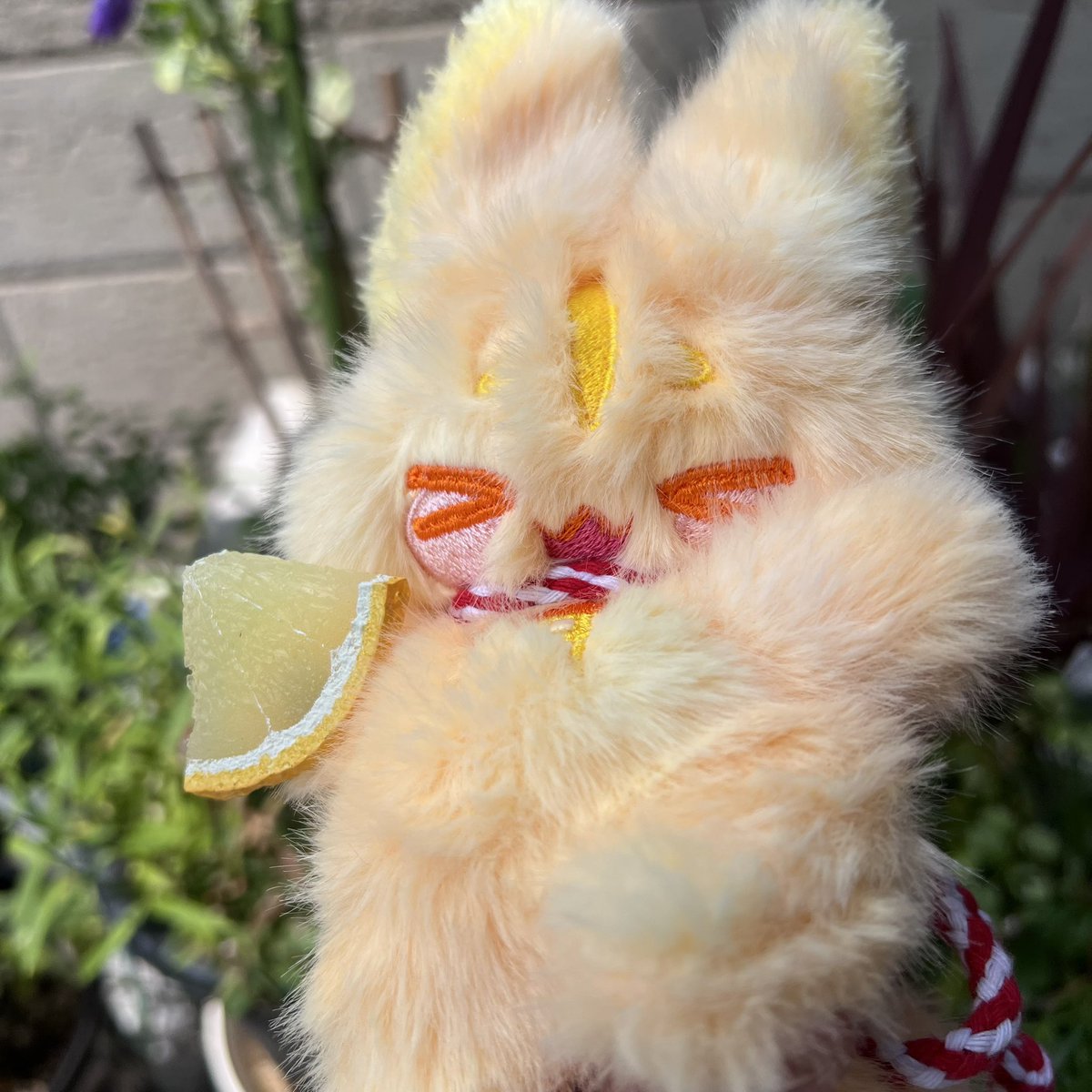 ふくちゅげ幻獣 れもんぱいちゃんのおうち探しをメルカリオークション