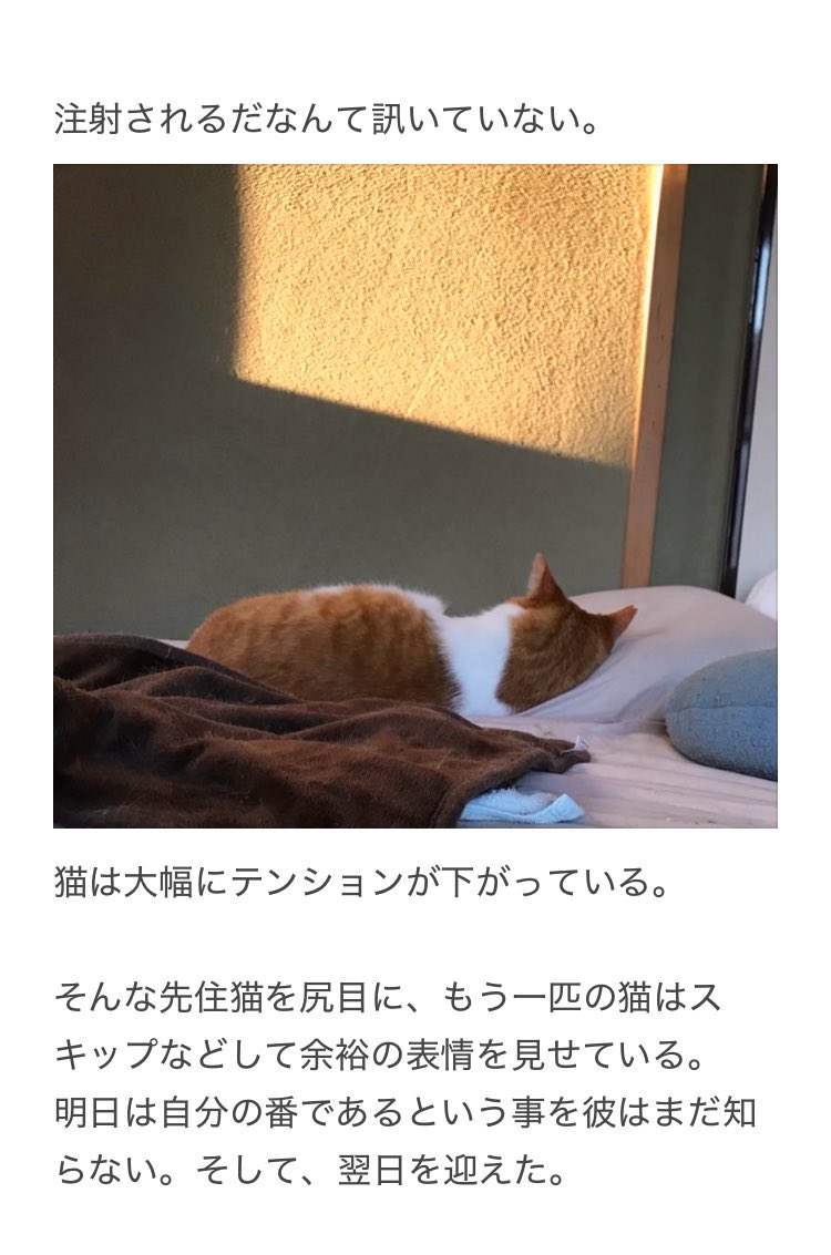 yalalalalalala's tweet photo. 【猫の予防接種後に注意が必要な事】

猫エッセイの収録話です。
「猫エッセイ……様子がおかしい……思ってたんと違う……」と、ならんように再録です。
大体こんな感じです。 https://t.co/kszbm2wwCM