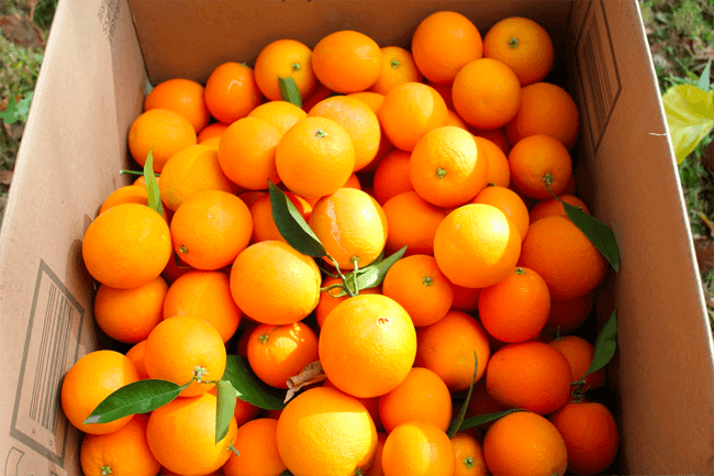 TTendenciaX's tweet photo. "Naranjas":
Porque selección de Noruega envió más de 1.000kg de naranjas a sus jugadores porque "no confiaban" en la comida estadounidense. https://t.co/KhNLDr1nMP