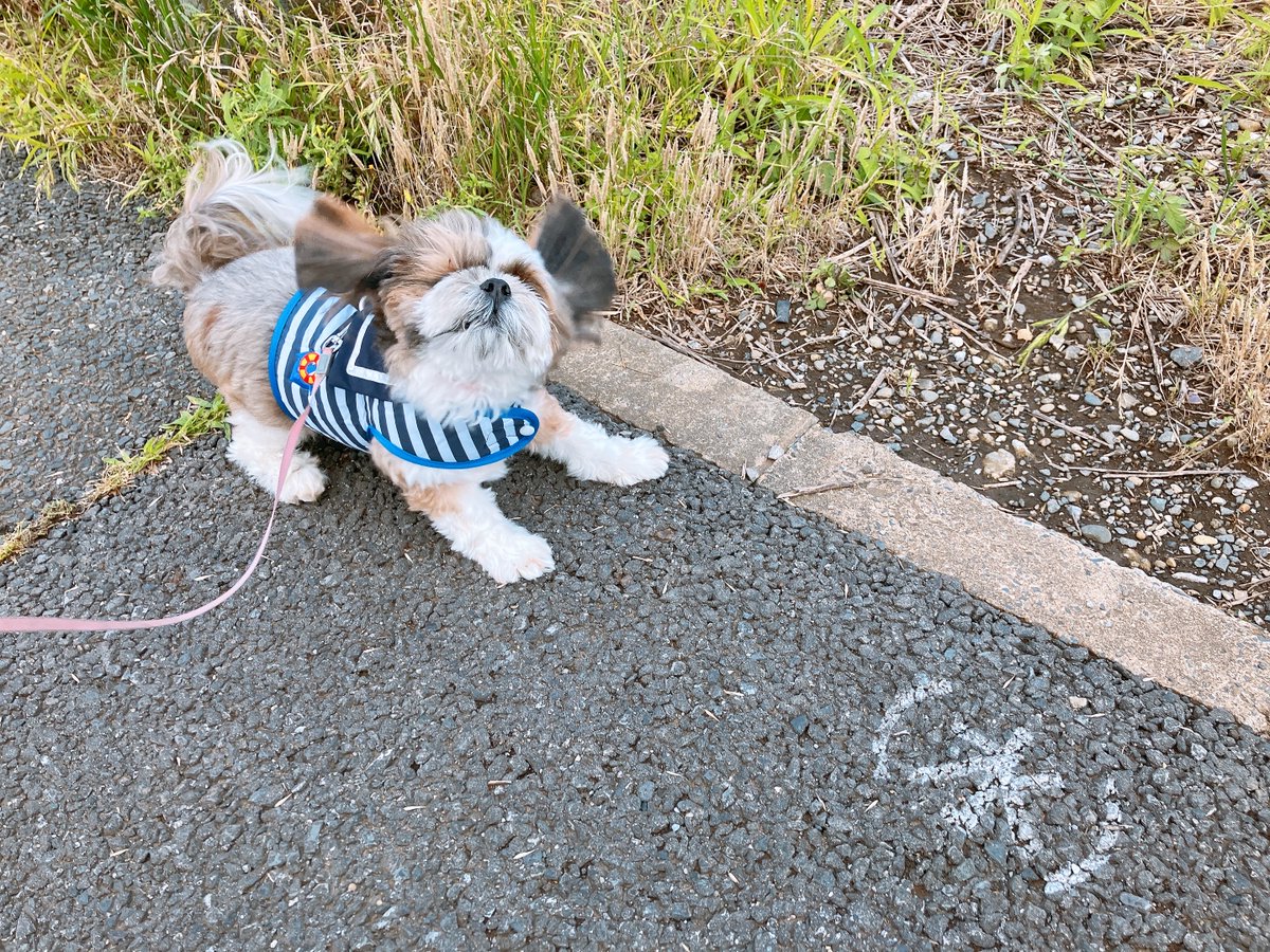 2inuinu's tweet photo. (犬) https://t.co/nE3cUsMzZr