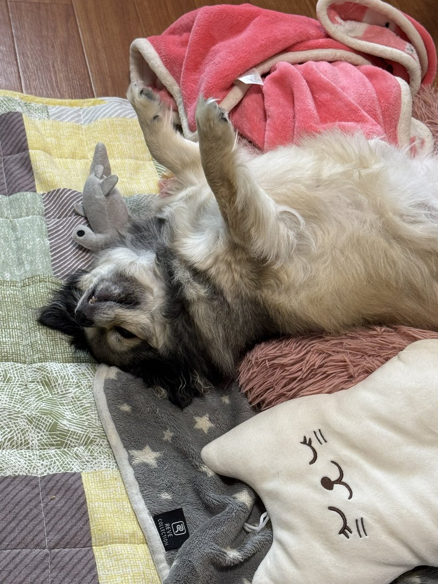 mikutomanjun's tweet photo. お昼寝💤

#チワワ #犬好きさんと繋がりたい #犬がいる生活 #dog #chihuahua https://t.co/mFaBVeBNeA