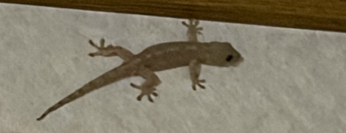 oro73_M_'s tweet photo. 朝までギルメンとだべってたら
ヤツを見失いました🙄ｶﾍﾞﾁｮﾛ

(虫苦手な方すいません) https://t.co/ZbVZWA1TPZ