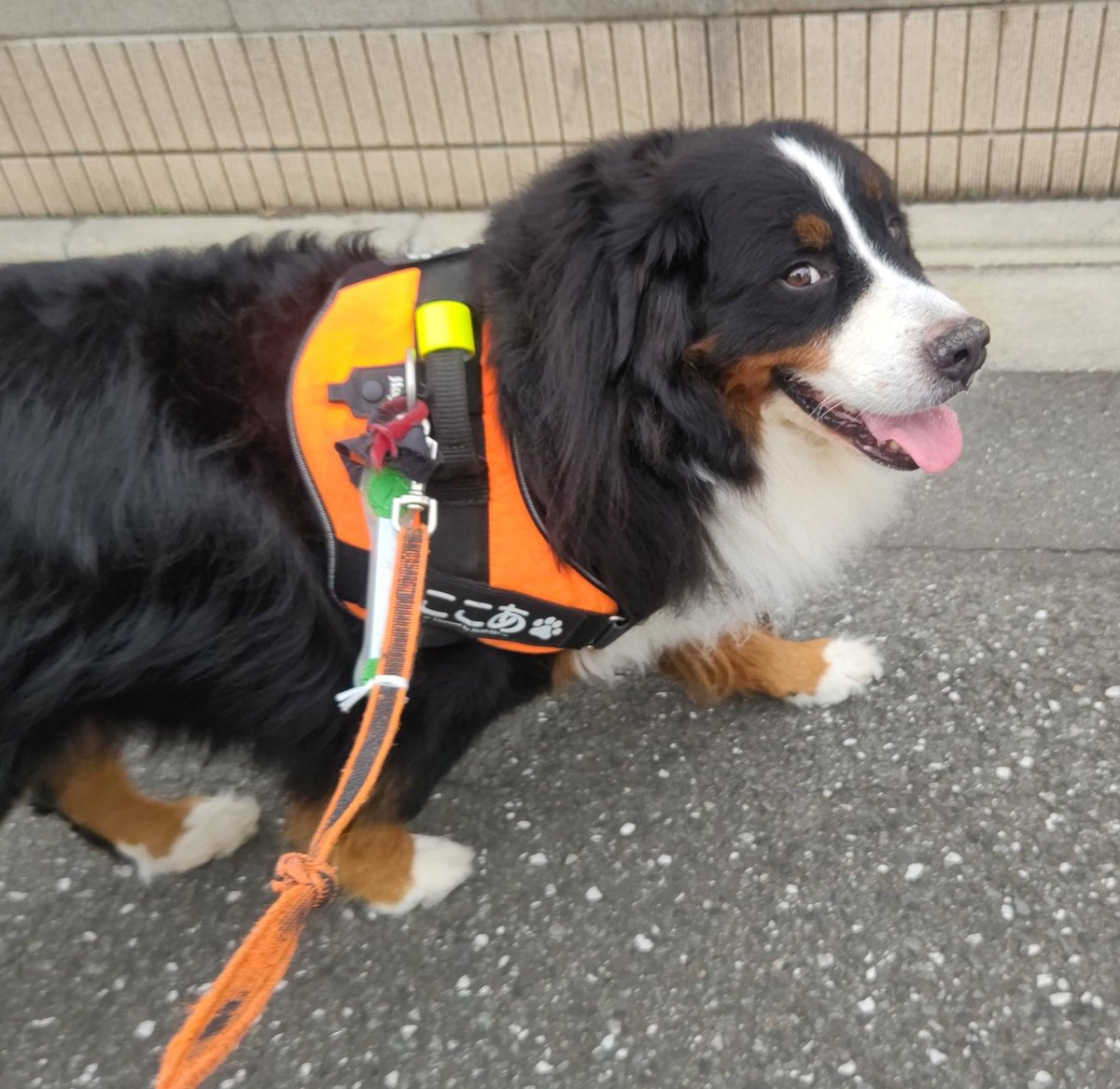 coco_bmd's tweet photo. 犬も歩けば棒に当たると言うけれど…
うちの犬はよそ見ばっかしてるから電柱とかによくぶつかってる https://t.co/dlL5D7K68O