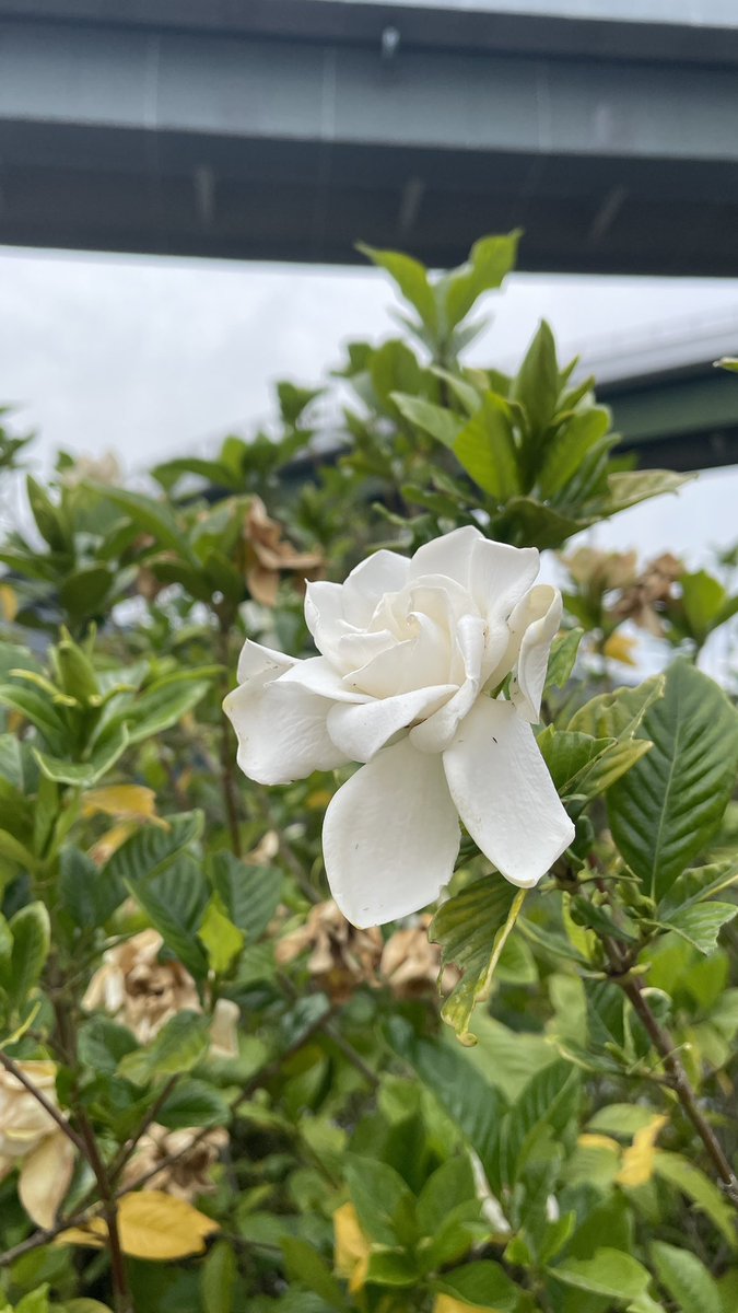 これがクチナシかぁ、いい香りする AIに聞くとすぐ花の種類がわかって