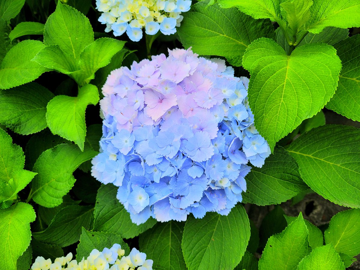 fp_shiho225's tweet photo. 5年前に撮った色が可愛い紫陽花 https://t.co/2uiLrhz5tF