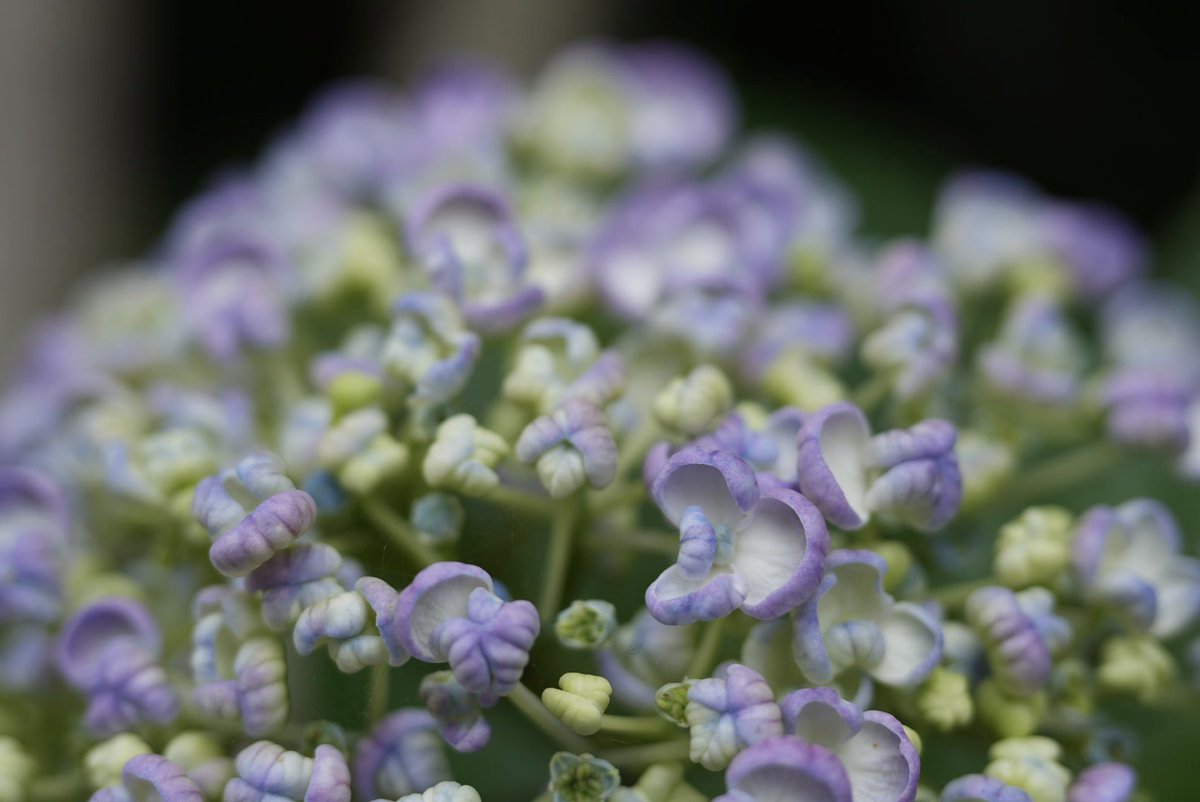 soracosorairo's tweet photo. 小さな世界　こんにちは⋆*⁎ .｡❀ *

#α7CII 
#紫陽花 https://t.co/a4D81OXWvJ