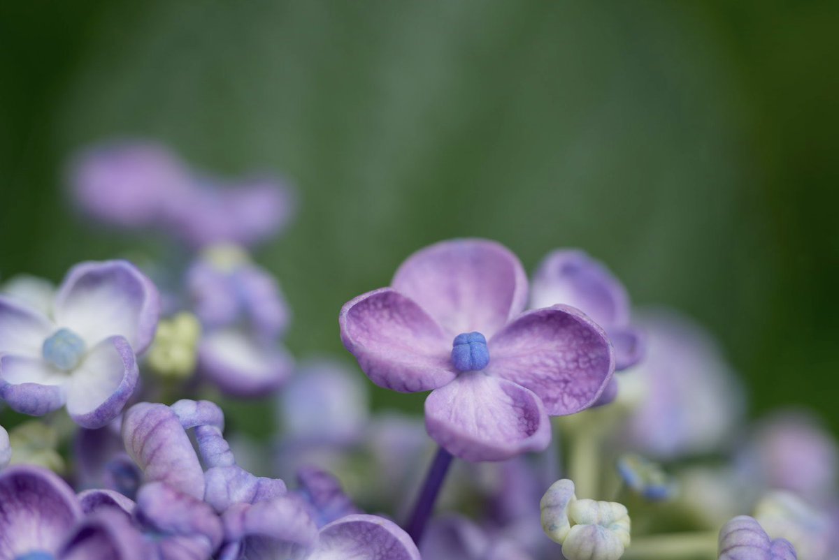soracosorairo's tweet photo. 小さな世界　こんにちは⋆*⁎ .｡❀ *

#α7CII 
#紫陽花 https://t.co/a4D81OXWvJ