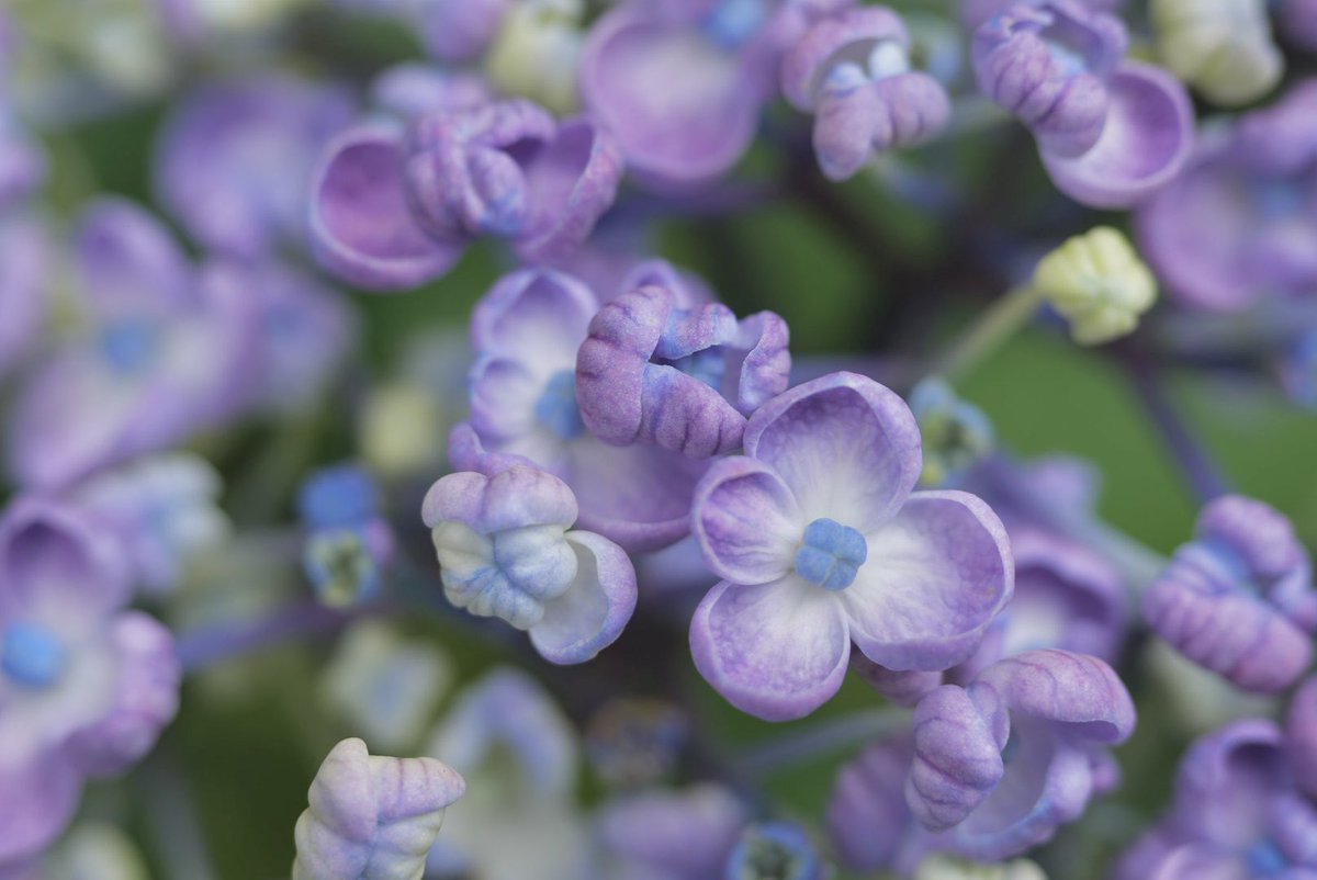 soracosorairo's tweet photo. 小さな世界　こんにちは⋆*⁎ .｡❀ *

#α7CII 
#紫陽花 https://t.co/a4D81OXWvJ