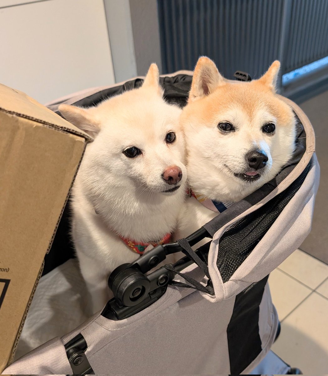 KURUMILK118's tweet photo. 荷物置かしてもらったら
柴でぎゅうぎゅうになった https://t.co/L1XM4Zv5tD