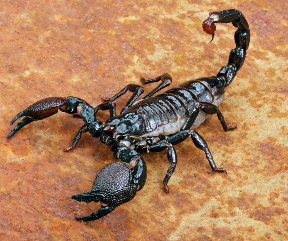 Luke89919768's tweet photo. @atensnut @ILA_NewsX A CERTAIN VENOM BEING INJECTED INTO HEARTLAND AMERICA! NO KNOWN CURE AVAILABLE EXCEPT ERADICATION. https://t.co/x0ZaATBSSh