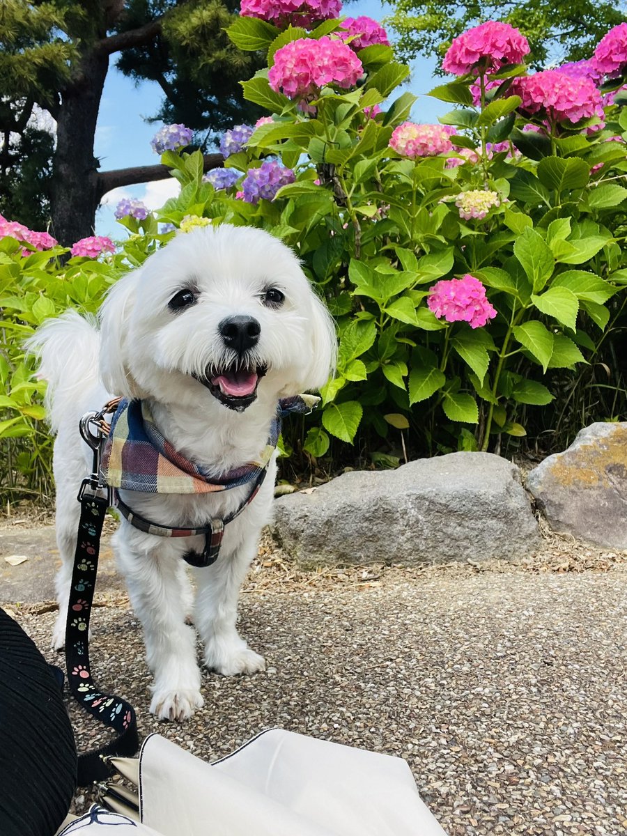 sousuke3987's tweet photo. 紫陽花が綺麗で気持ちの良いお散歩でした🐾 https://t.co/y2yEFHfgc6