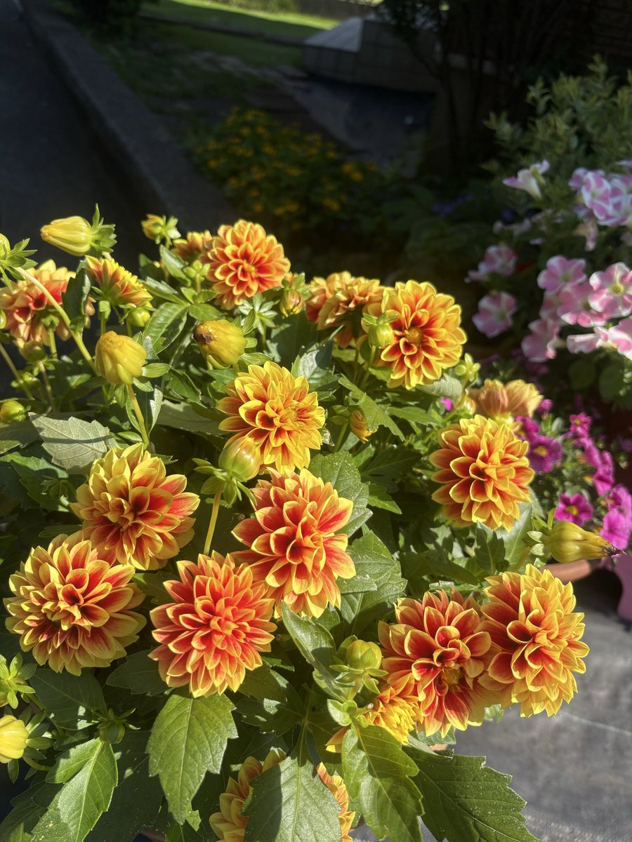sudo_chieko's tweet photo. 今日は、暑いくらいですね。

先日、地域のマルシェに行って、ふと目に止まって、その時にもずいぶん花がついていたので、これで今季の花期は終わりで、また秋に見れれば良いかな☺️と思って買ってきたのですが、その後、元気に芽を膨らませて、少し小さめの花ですが、元気に満開です🌼🌼🌼

昔は、あまりダリアは好きでなかったのですが、やっぱり明るくて元気もらいますね！お得なお買い物でした😃

今日は、午前は厚生産業委員会、午後は議運の傍聴に行ってきます！

暑さに身体が慣れませんが、皆様、お身体気をつけて☀️