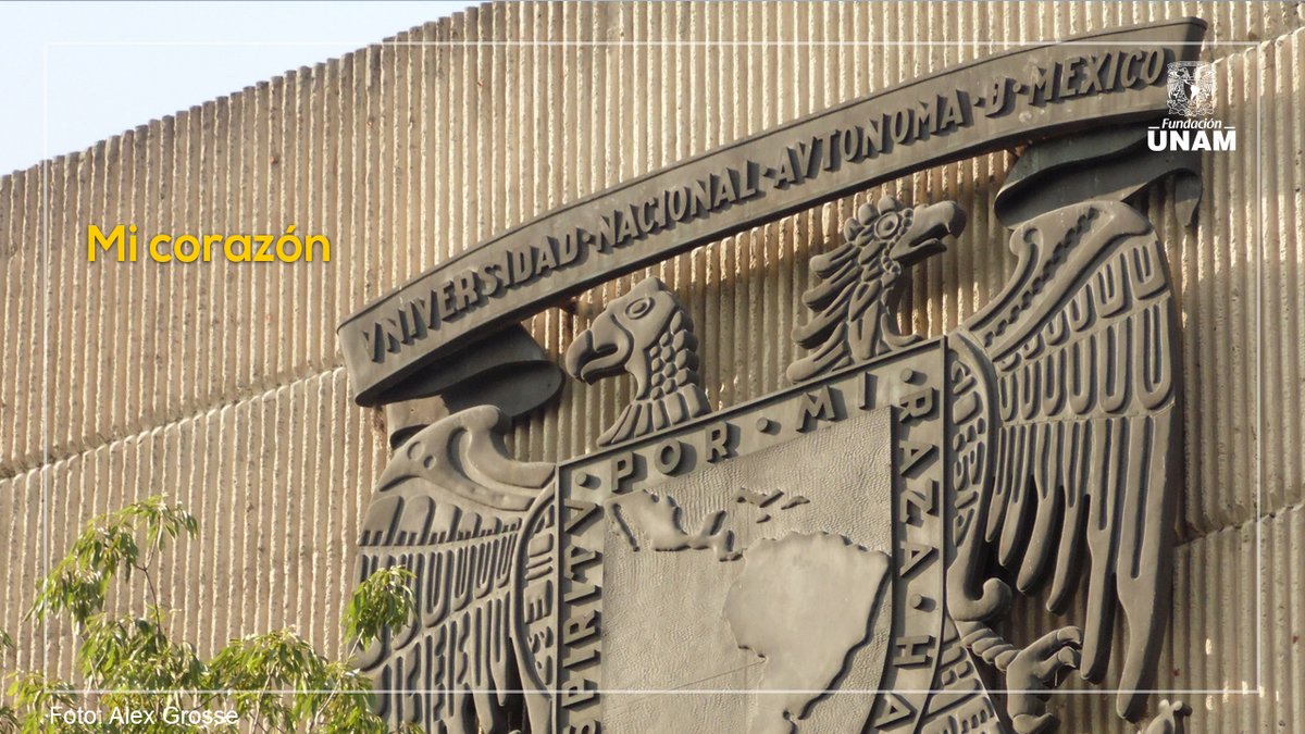 Fundacion_UNAM's tweet photo. Que siempre encuentren fuerza para seguir adelante. 🌜✨ ¡Descansen, #Pumas! 💛 https://t.co/uOYkCOnMnK