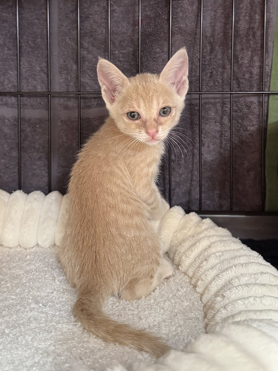 KR56029400's tweet photo. 【新メンバー】ニカちゃん
生後約1か月、茶トラ(薄) の女の子です
猫風邪をひき、目ところを保護されたニカちゃん。(4枚目)
毎日の点眼でだいぶ綺麗になりました✨
警戒���はありますが甘えん坊です😻
譲渡につきましては、猫風邪がよくなり体重が増えてワクチン等が完了後となります！

#保護猫 https://t.co/k9h022BoOa