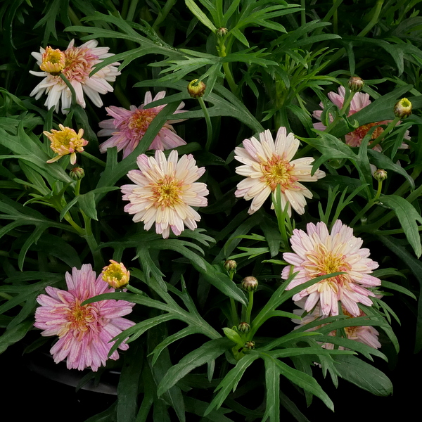 PeterScotsburn's tweet photo. Scotsburn Nurseries Availability List Monday 22nd June 2026. - https://t.co/lRbcpejS9A https://t.co/ApApcE5ac4