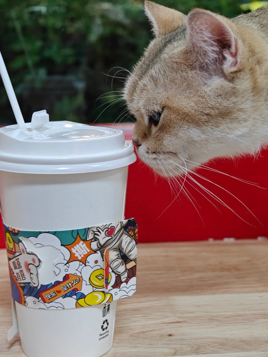 NjX5tYv9deGjGCT's tweet photo. Just had a 5-minute laugh with my cat while waiting for coffee—tiny, perfect joy that makes the whole day feel softer. https://t.co/0K8KW30c3B
