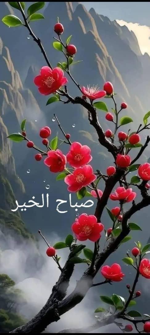 ميلاد ميخائيل tweet media